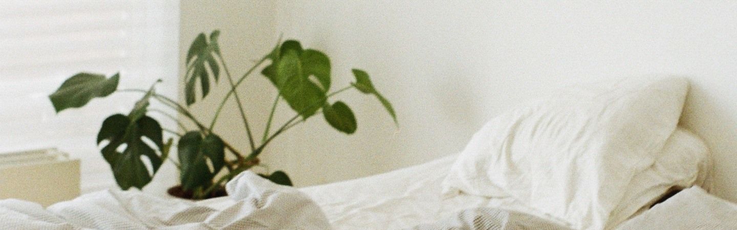 Cây trồng trong phòng ngủ: Nghệ thuật thanh lọc không khí cho giấc ngủ trọn vẹn