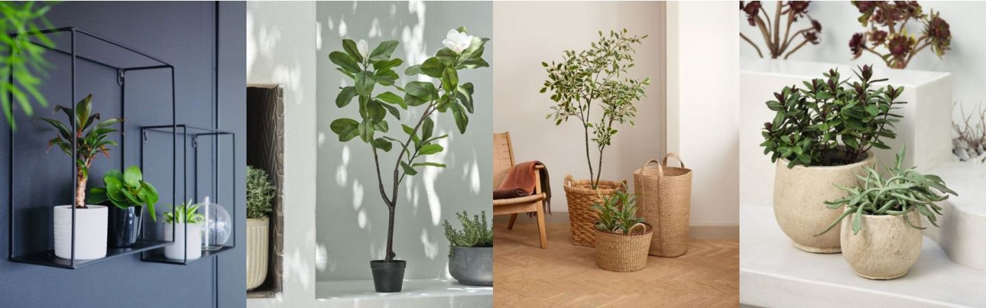 Cây Ngân Hậu phù hợp với người mệnh Thổ