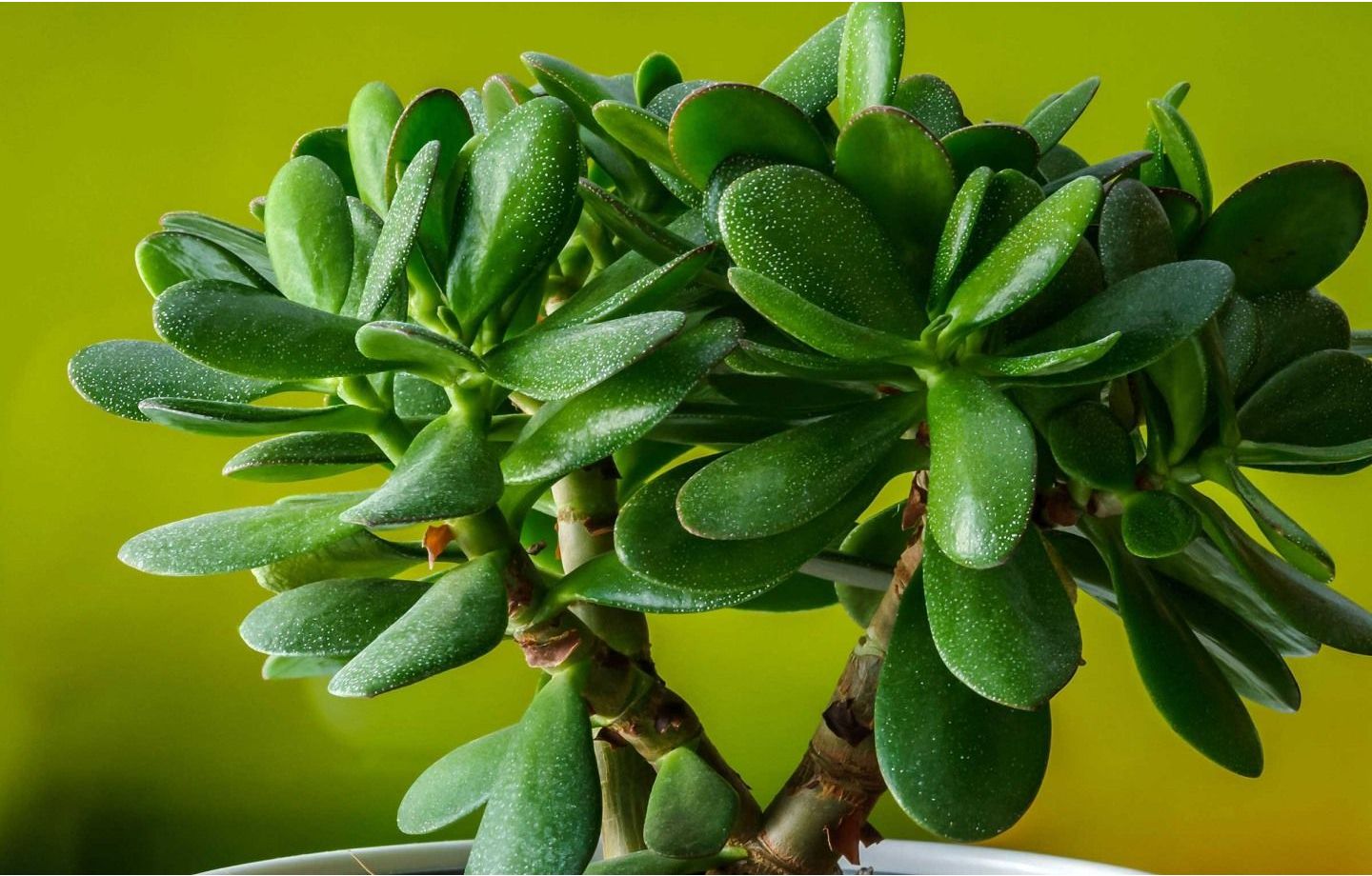 Top 10 cây phong thủy hợp mệnh thổ hút tài lộc và năng lượng cho gia chủ