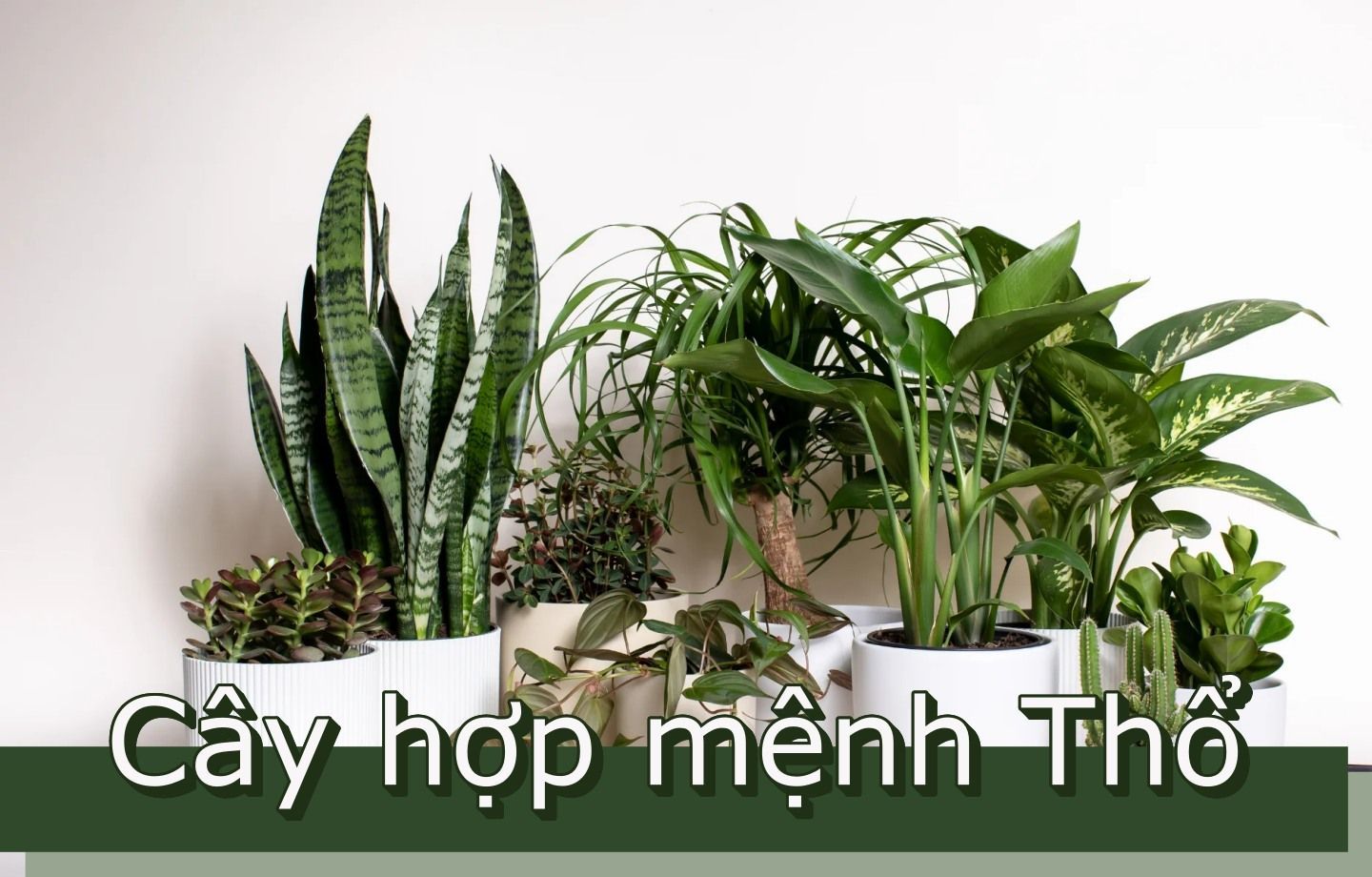 Cây phong thủy mạng Thổ: Ý nghĩa, cách chọn và chăm sóc phù hợp