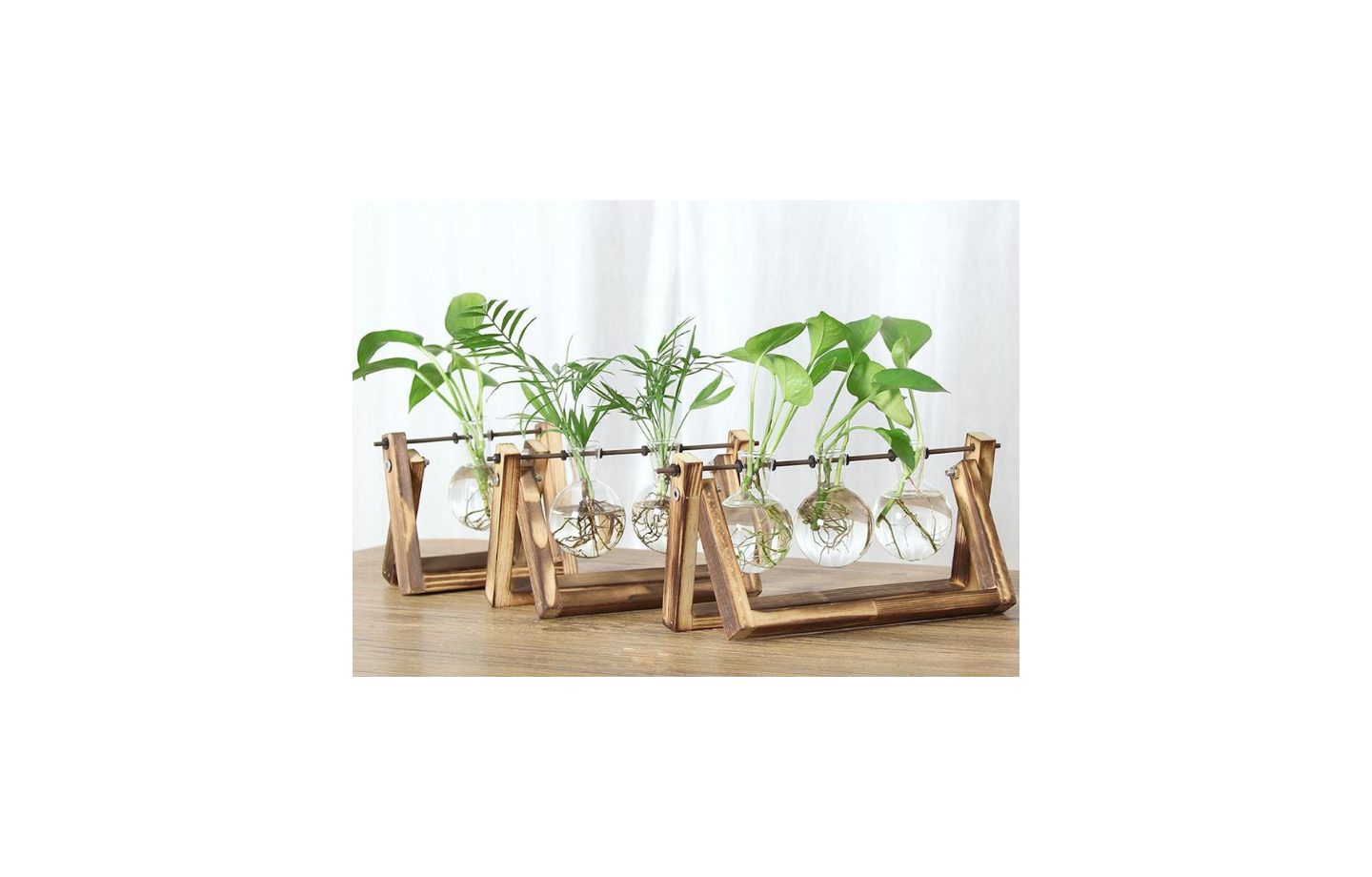 Top các loại cây thủy sinh dễ trồng, dễ chăm sóc trang trí không gian xanh cho tổ ấm của bạn