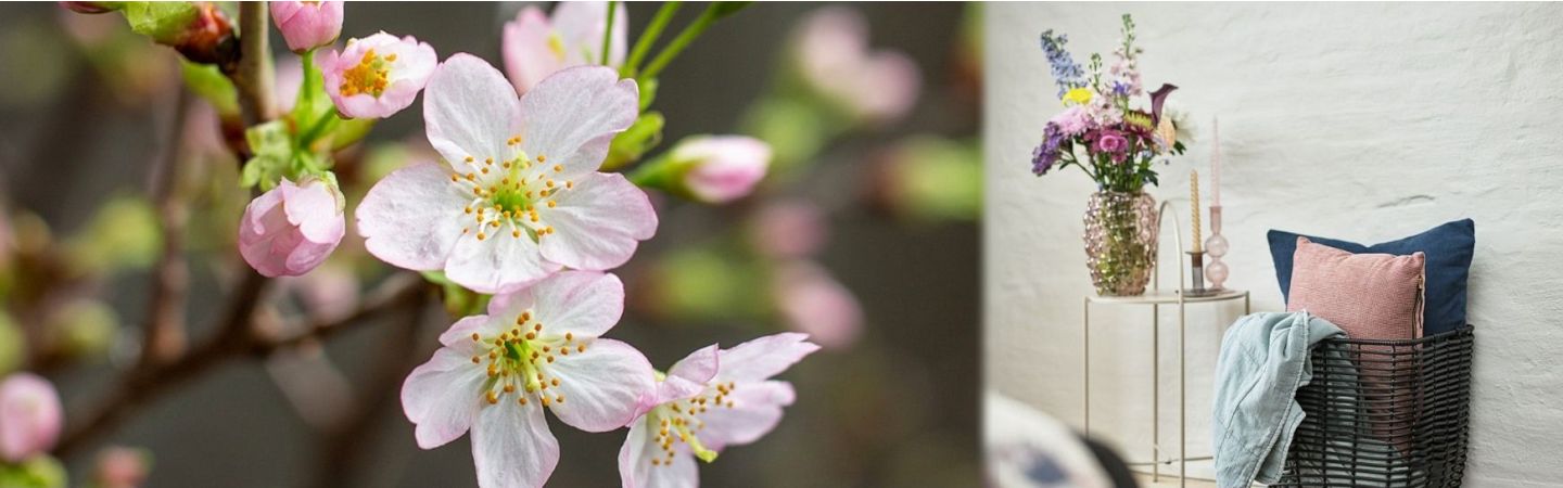 Hoa thanh liễu chưng tết