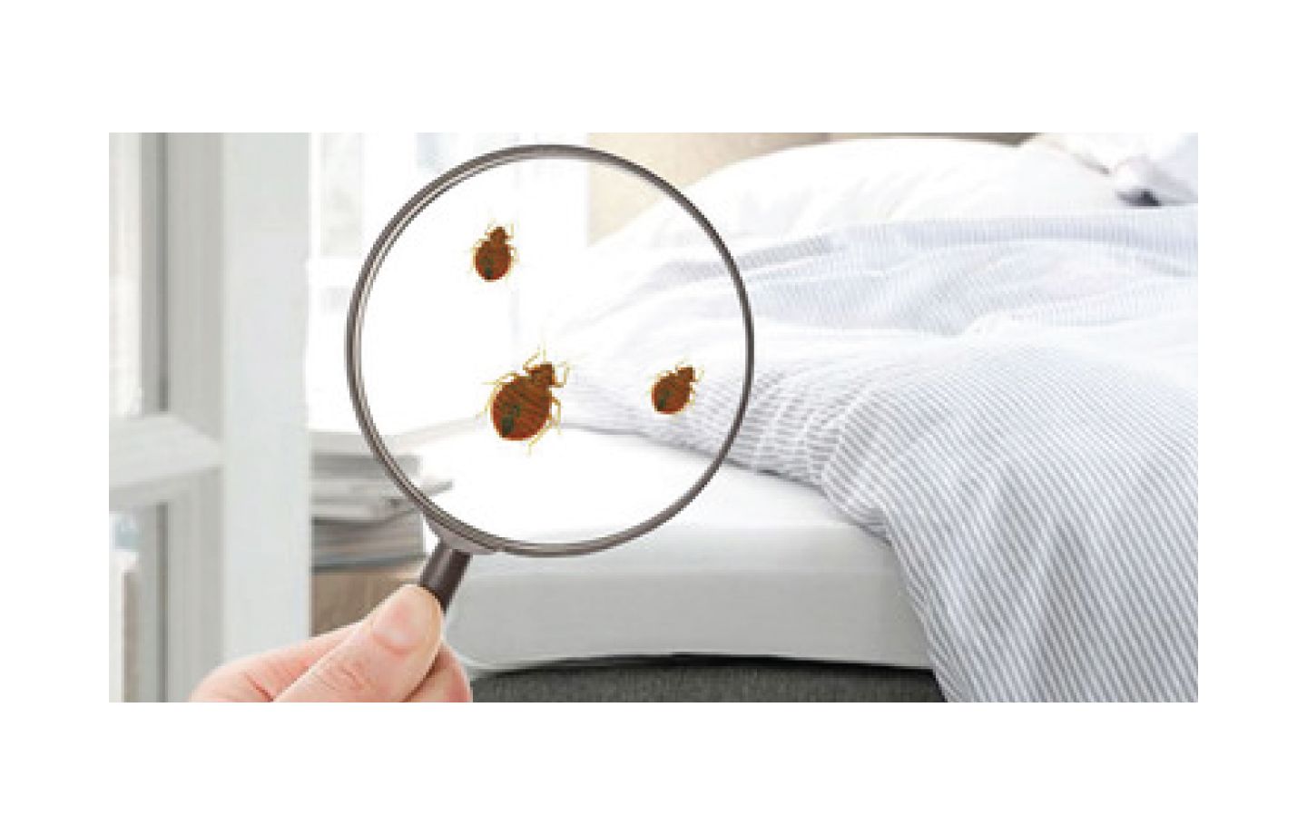 Rệp – Cách ngăn chặn và loại bỏ