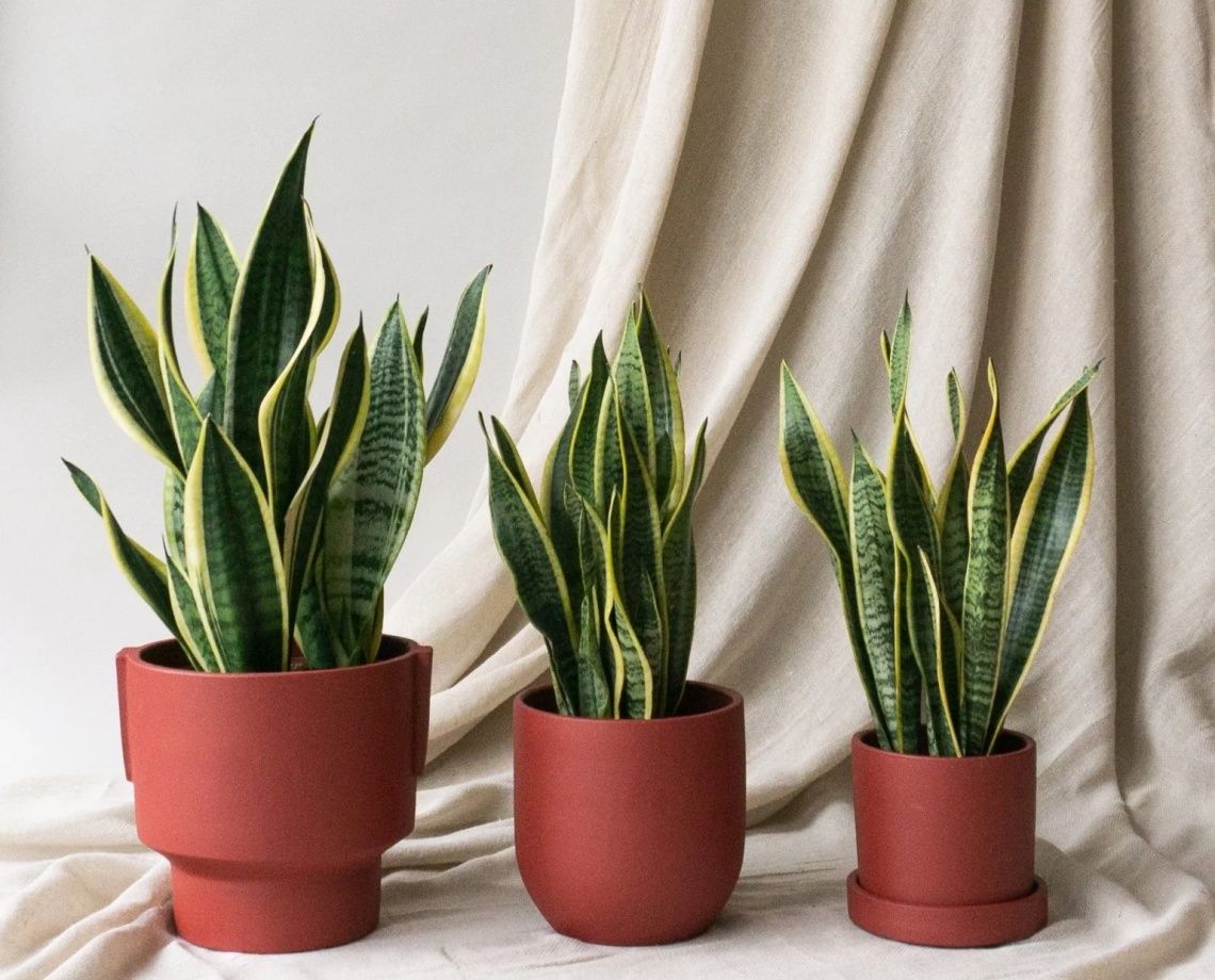 Top 20 cây phong thủy trong nhà mang lại sức khỏe và may mắn