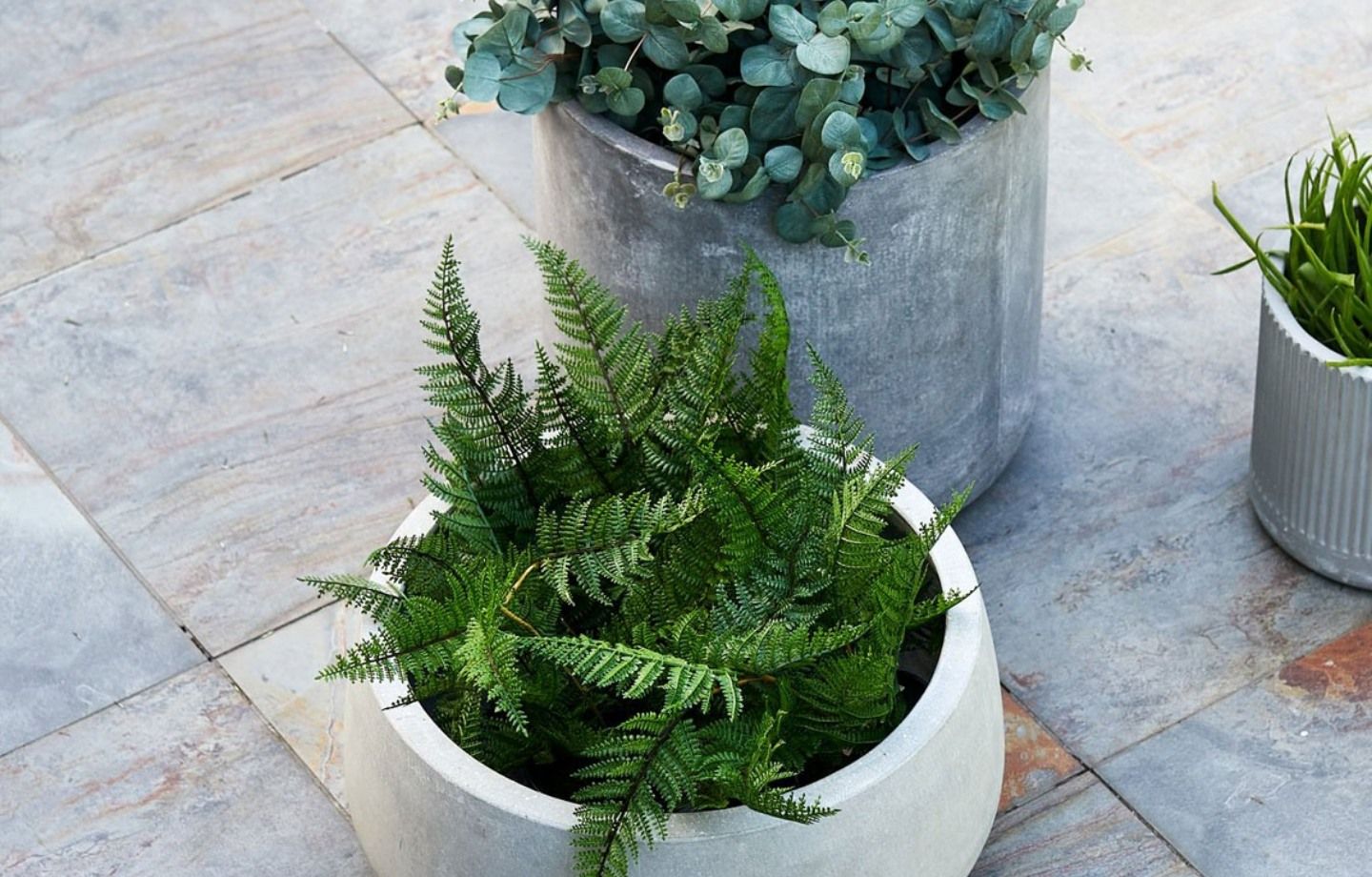 Cây trầu bà phù hợp với mệnh mộc