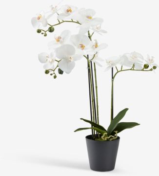 Cây trang trí | MATINUS | nhựa PE/thép | xanh lá/trắng | C62cm