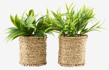 Cây trang trí | BERTRAM | nhựa PE/sợi cói | xanh/màu tự nhiên | Ø8xC18cm