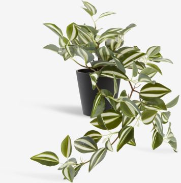 Cây trang trí | ASGAR | nhựa PE/xi măng | xanh lá | C24cm