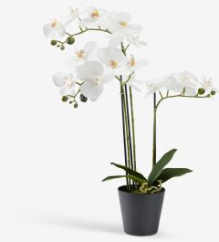 Cây trang trí | MATINUS | nhựa PE/thép | xanh lá/trắng | C62cm