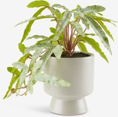 Cây trang trí | OLSEN | nhựa PE/gốm | xanh lá | Ø9xC20cm