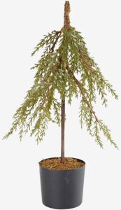 Cây trang trí | BOL | nhựa PET/giấy | xanh lá | Ø10xC46cm