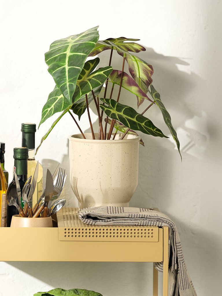 Chậu cây | ADAM | đất nung | màu be | Ø15xC17cm