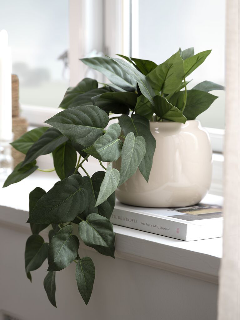 Cây trang trí | ANDERSEN | nhựa PE/xi măng | xanh lá | R33xD43xC20cm