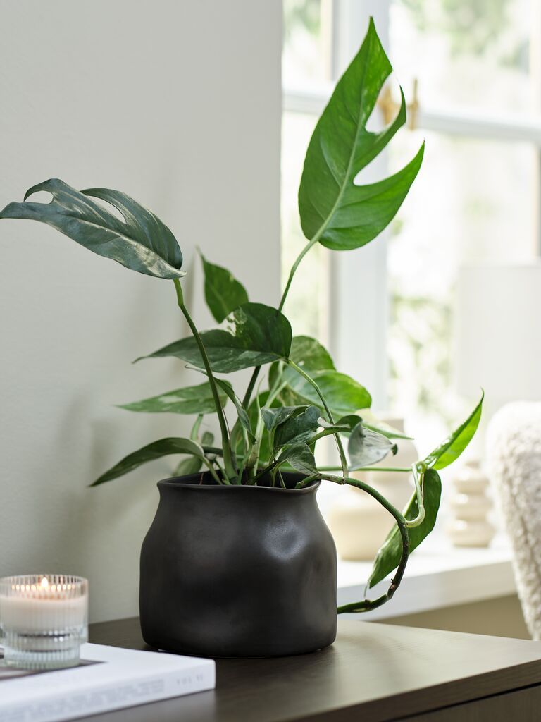 Chậu cây | RUDOLF | gốm | nâu đậm | Ø15xC13cm