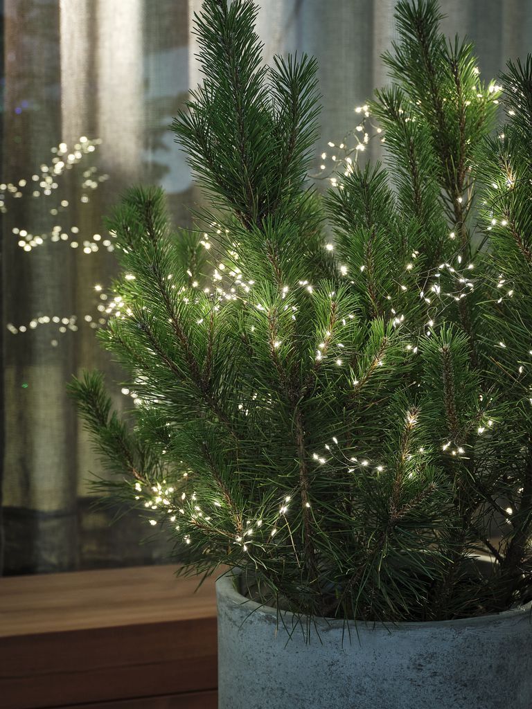 Đèn trang trí dây | FEDTSTEN | đồng | xanh lá | D1125cm | 600LED