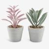 Danh mục Hoa & Cây cảnh Hình ảnh
