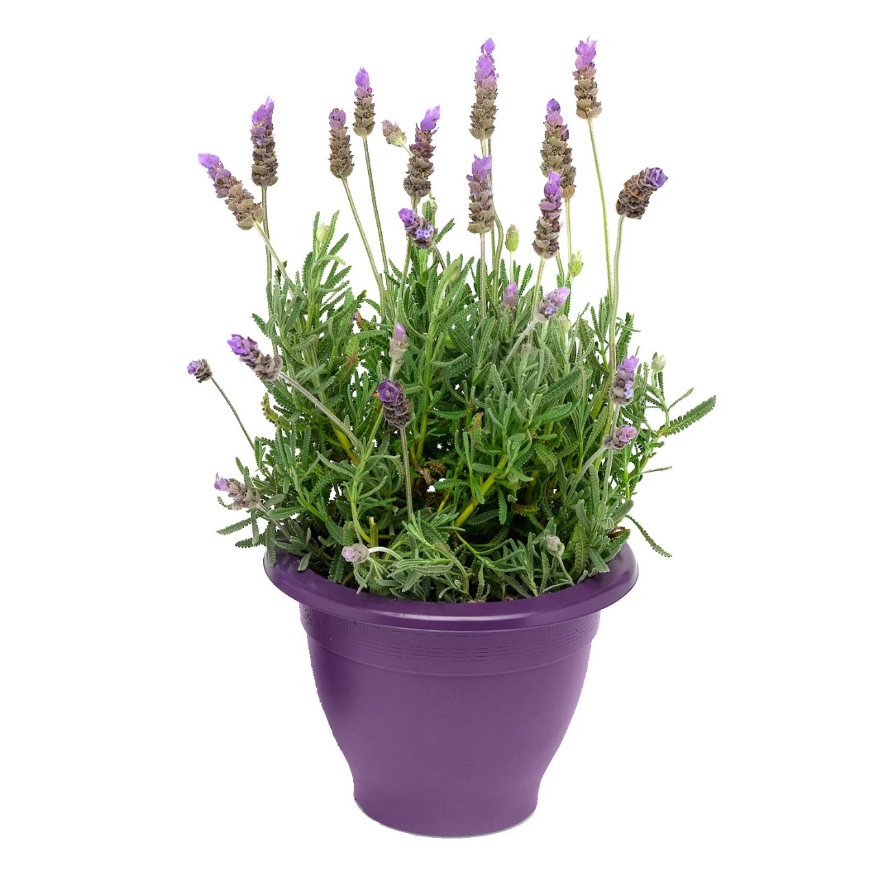 Trồng oải hương trong ph&ograve;ng ngủ gi&uacute;p đuổi c&ocirc;n tr&ugrave;ng
