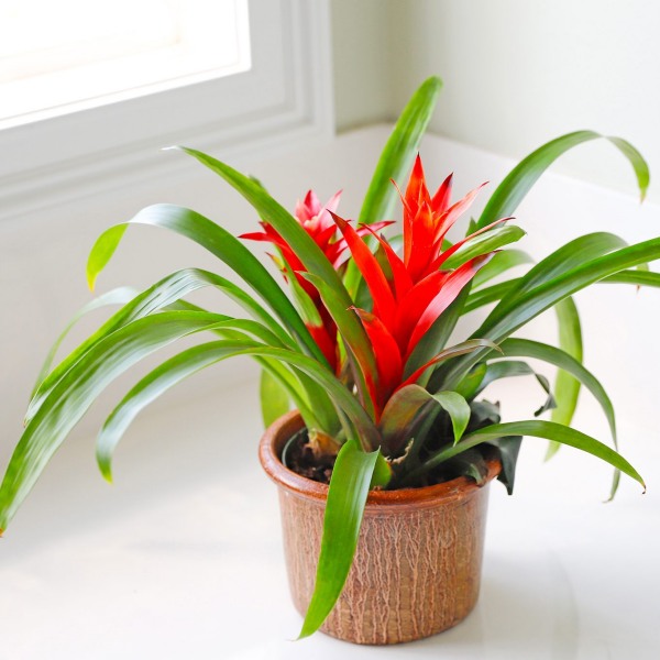 C&acirc;y dứa cảnh trồng trong ph&ograve;ng ngủ