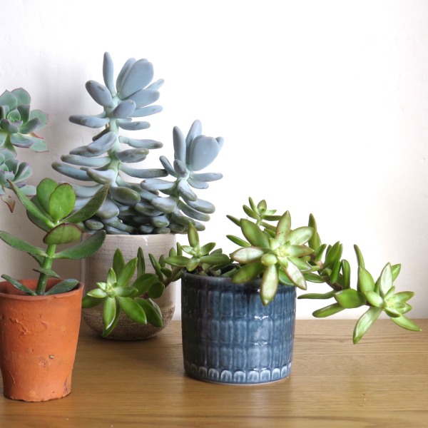 trồng sen đ&aacute; trong ph&ograve;ng ngủ